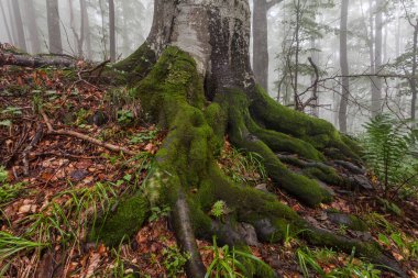 Yosun kaplı kayın kökleri