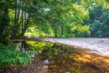 Bir nehir ile güneşli yeşil orman