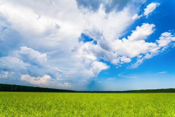 Yeşil kolza tohumu bitkilerin büyük düz