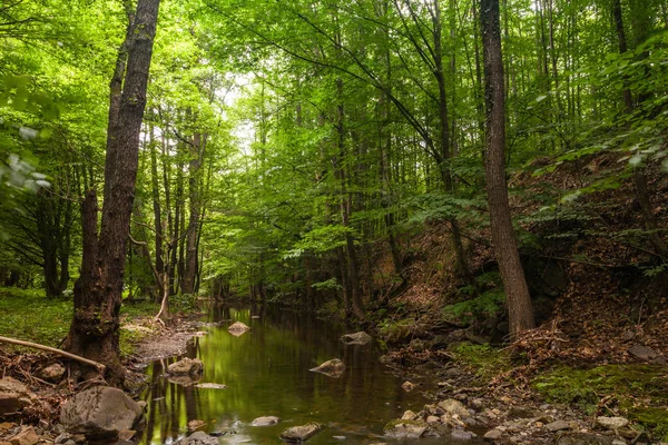 Bir nehir üzerinde parlak yeşil orman