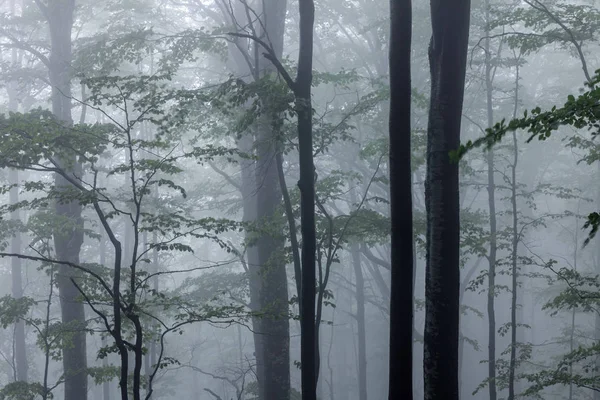 Nebliger Frühlingswald mit schönen Bäumen — Stockfoto