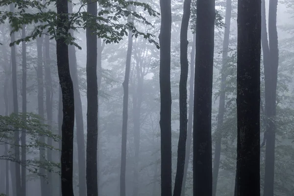 Forêt printanière brumeuse avec de beaux arbres — Photo