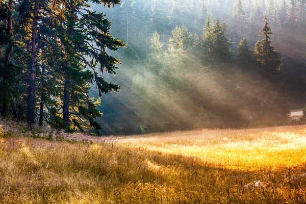 숲으로 뛰어난 햇볕이 잘 드는 풀밭 — 스톡 사진