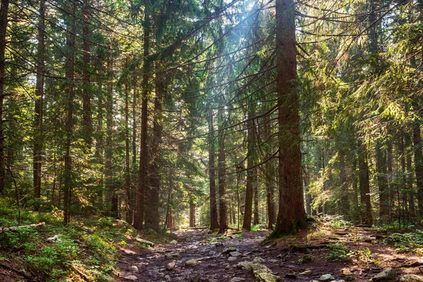 日当たりの良い松林の中の道路 — ストック写真