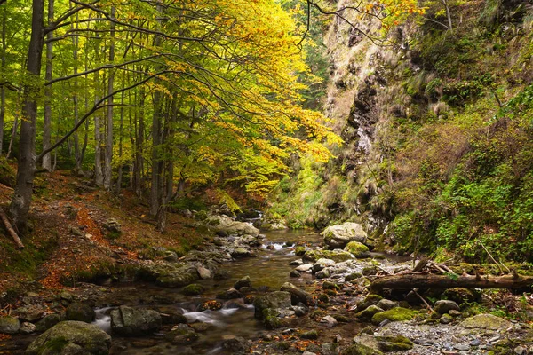 Autumn forest with a river — Stock Photo, Image