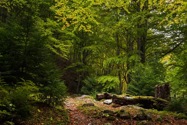 Petit sentier dans la forêt de hêtres — Photo