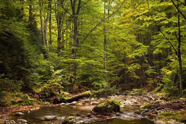 Foresta autunnale con un fiume — Foto Stock