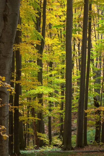 Bosque de otoño con hayas — Foto de Stock
