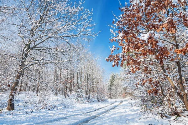 Trilhas de veículos em uma floresta nevada — Fotografia de Stock