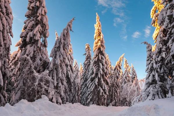 Tapas brillantes de pinos nevados — Foto de Stock