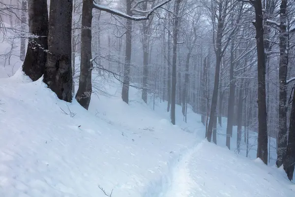 Caminho de neve na floresta — Fotografia de Stock