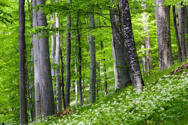 Lummig grönskande bokskog på springtime — Stockfoto