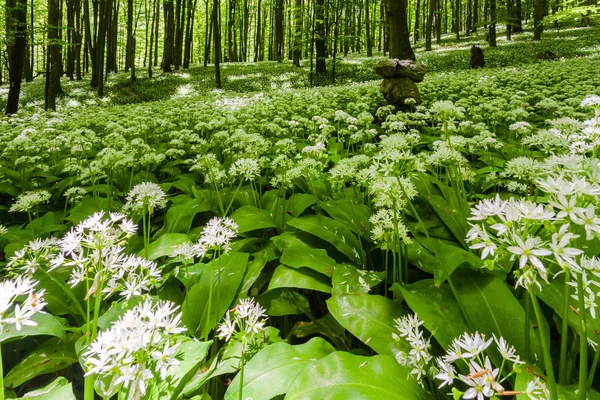 Цвіте дикий часник у буковому лісі — стокове фото
