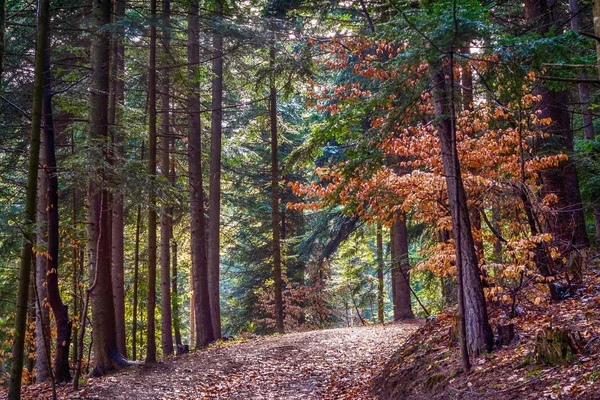 Malerische Waldlandschaft mit Kiefern und Laub — Stockfoto