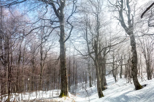 Floresta nebulosa e ensolarada — Fotografia de Stock