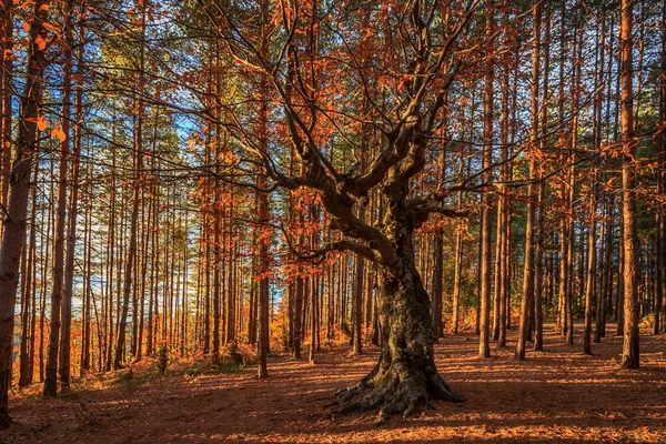 森の神 — ストック写真