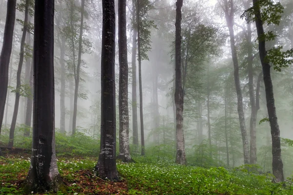 Misty spring beech forest — Stock Photo, Image