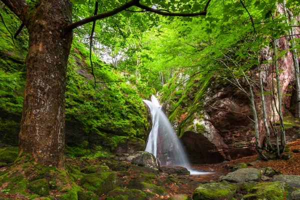 Waterfall in lush spring forest — Stock Photo, Image