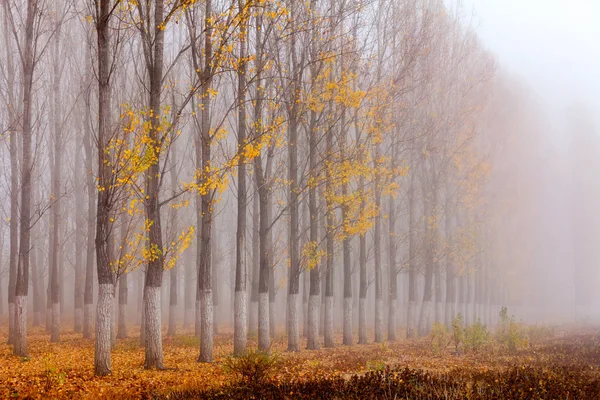 Fila de álamos de otoño junto al lago — Foto de Stock