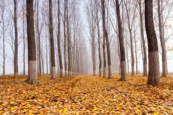 Couverture de feuilles de peuplier — Photo