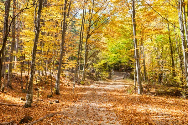 Pfad im goldenen Wald — Stockfoto