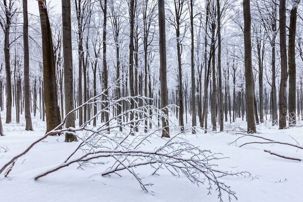 Bosque de haya nevado en invierno — Foto de Stock