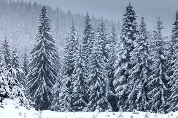 Pinhos cobertos de neve — Fotografia de Stock