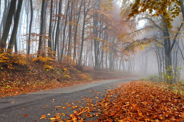 Straße durch einen nebeligen Herbstwald — Stockfoto