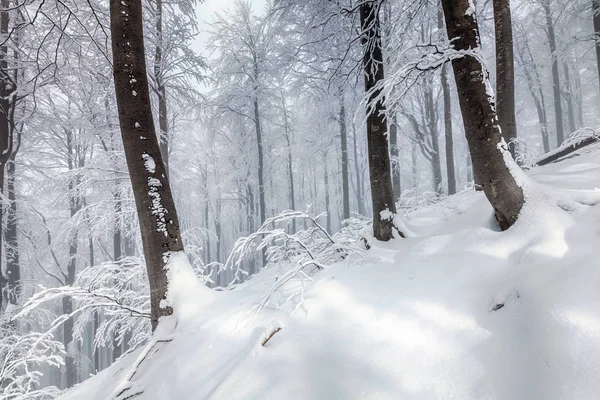 Floresta branca coberta de neve — Fotografia de Stock