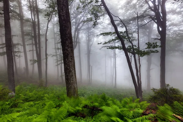 Fern Rüzgar tarafından shaked — Stok fotoğraf