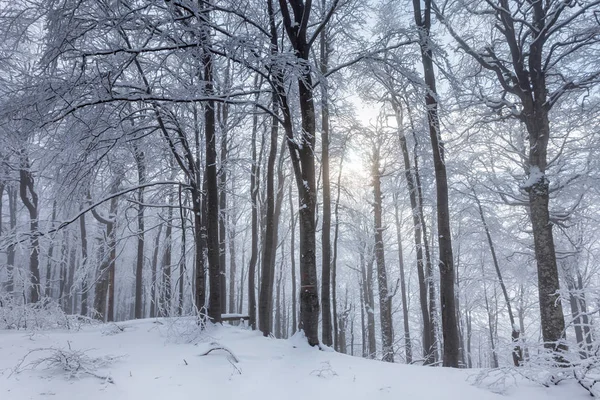 Bosque blanco cubierto de nieve — Foto de Stock