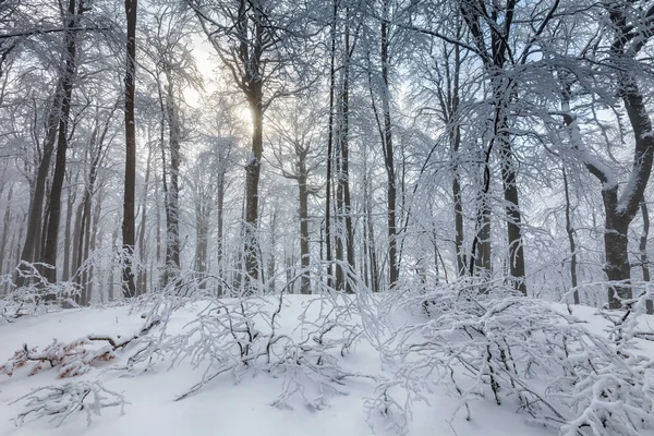 Bosque blanco cubierto de nieve — Foto de Stock