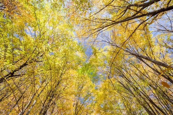 Coroas de faia dourada no céu azul Imagens De Bancos De Imagens