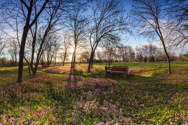 Pelouse ensoleillée au printemps le matin — Photo