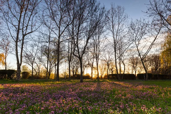 在早晨的阳光明媚的春天草坪 — 图库照片