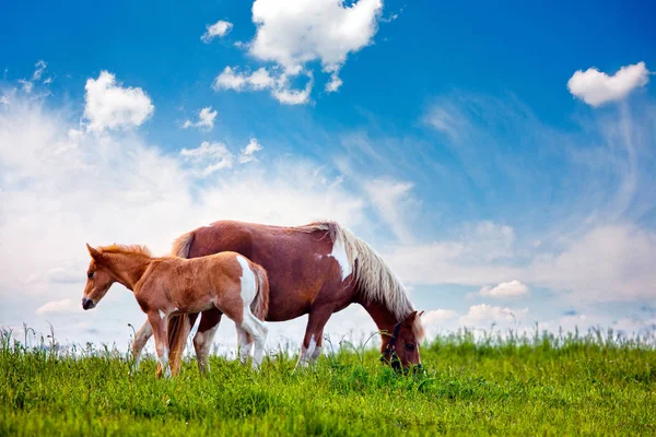 Pai e Filho Cavalos — Fotografia de Stock