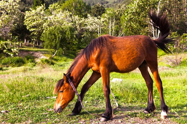Cavalo castanho feliz — Fotografia de Stock