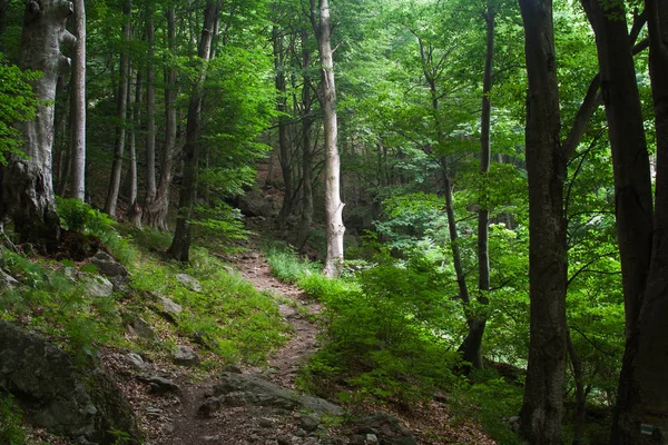 Sentier pédestre dans une forêt verte — Photo