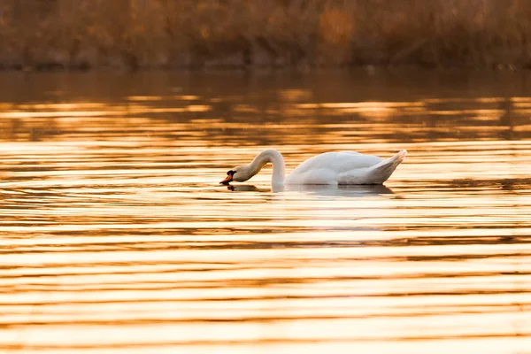 Anmutiger Schwanenvogel im goldenen See — Stockfoto