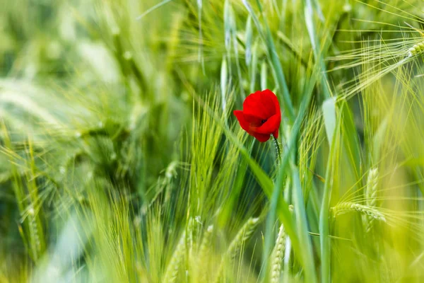 Flor de amapola en el trigo — Foto de Stock