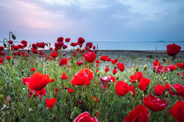 Flores rojas junto al mar — Foto de Stock