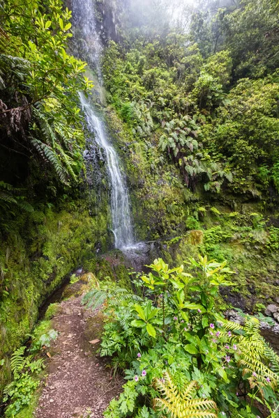 Madeira waterfall in Laurisilva forest — Stock Photo, Image
