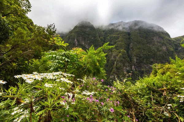 Hermosas flores en el bosque de Madeira — Foto de Stock