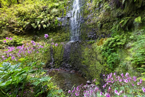 Pink flowers around a waterfall — Stock Photo, Image