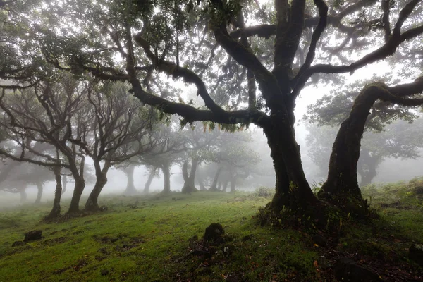 マデイラ島の照葉樹林霧 — ストック写真