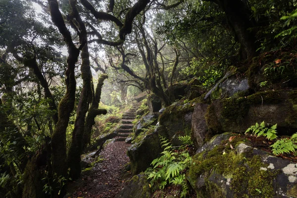 Misty laurel forest in Madeira — Stock Photo, Image