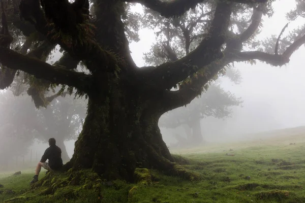 Man som sitter på rötterna av ett gigantiskt lagerträd — Stockfoto