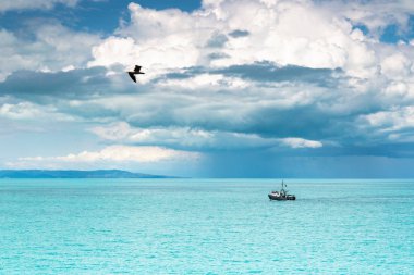 Gemi ve büyük mavi martı