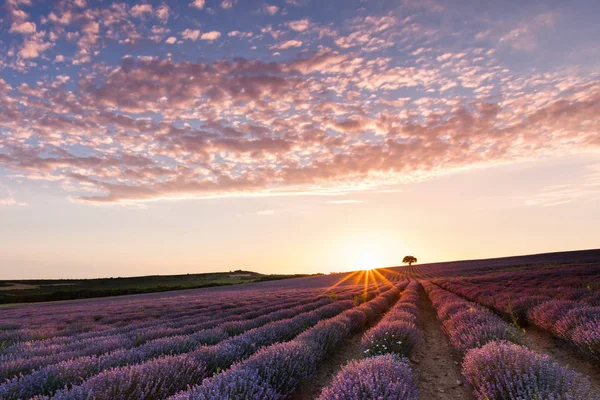 Campo de lavanda incrível com uma árvore — Fotografia de Stock