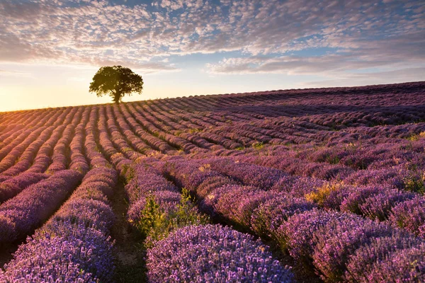 Increíble campo de lavanda con un árbol — Foto de Stock